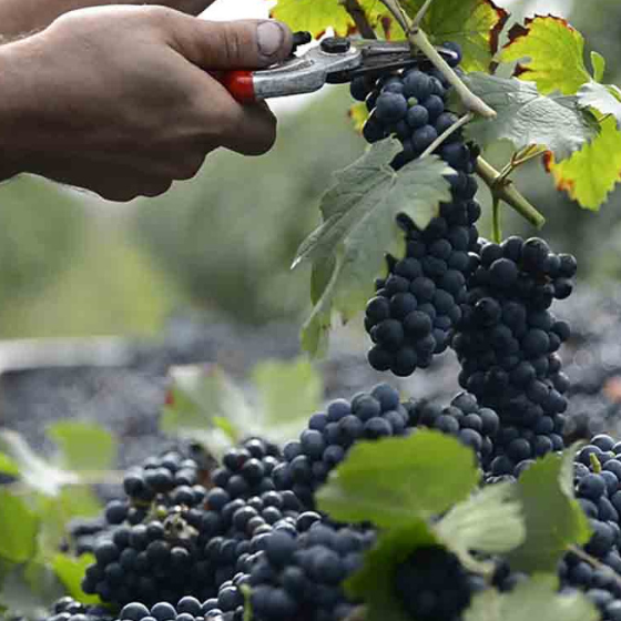 Giusti Balsamico di Modena IGP – Premium Italian balsamic vinegar bottles. Awarded and certified organic collection.