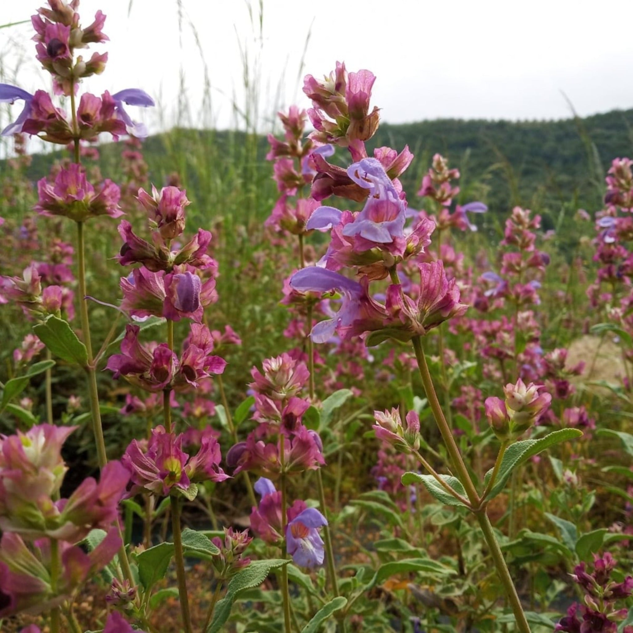 Cretan mountains and nature with sage plants.