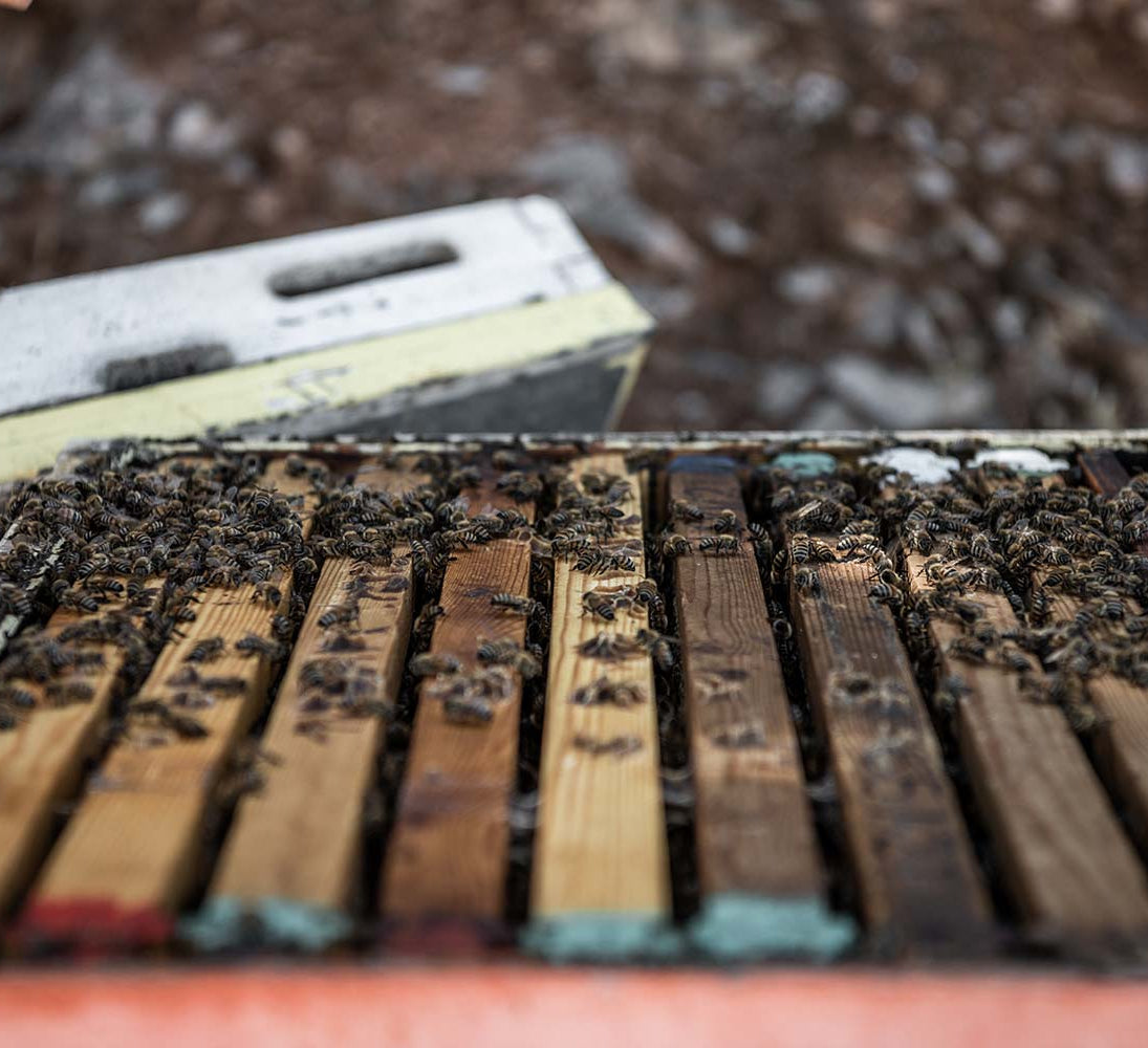 Organic Heather Honey | Heather honey from Creta | The Bio Foods | Creatan products |