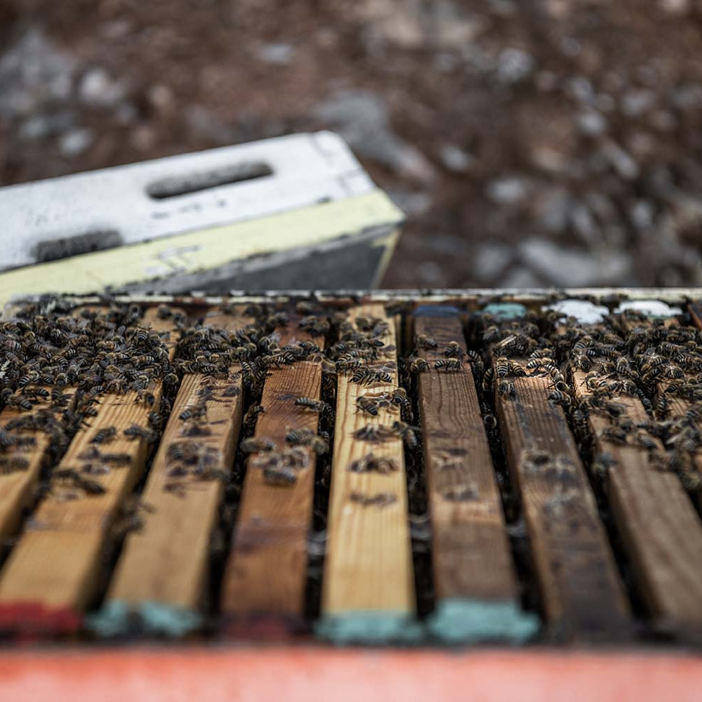 Bees in the filed in Crete mountains.