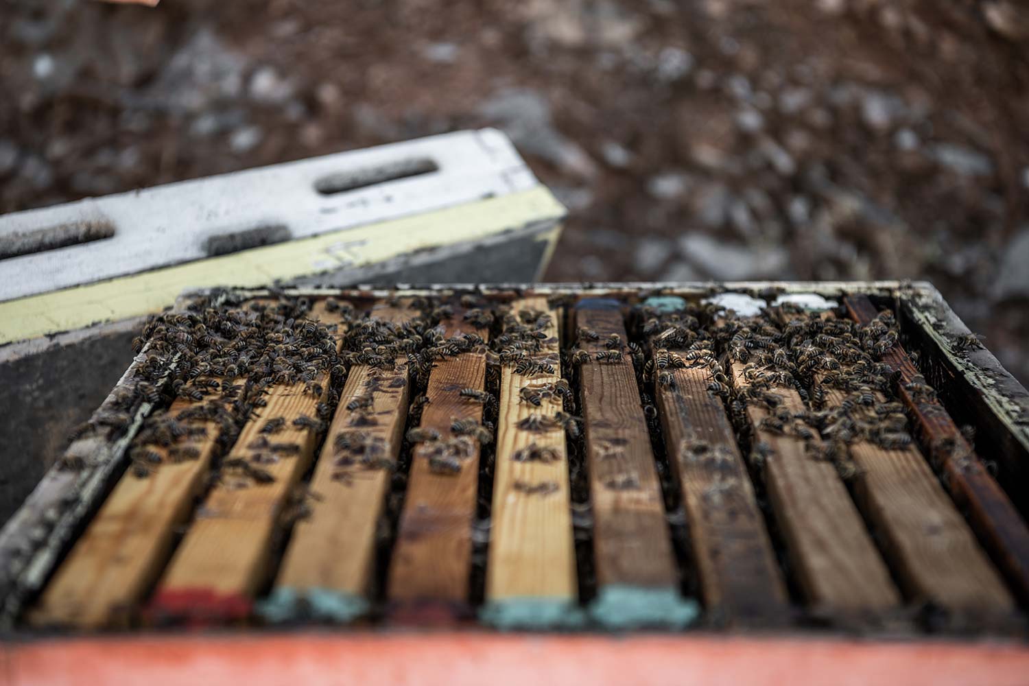 Bees in the filed in Crete mountains.