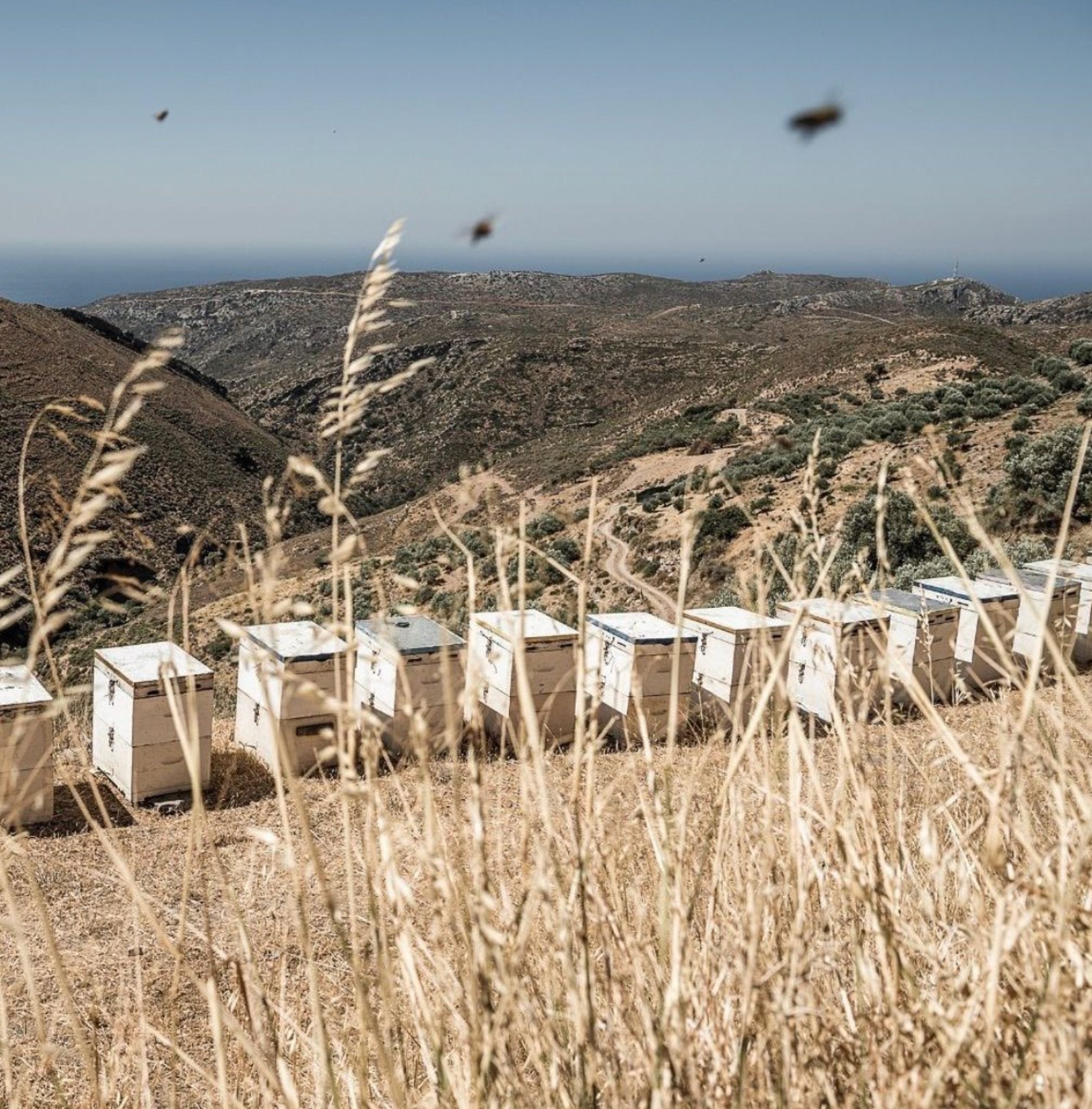 Cretan mountains, nature and sea view from where the honey is collected.