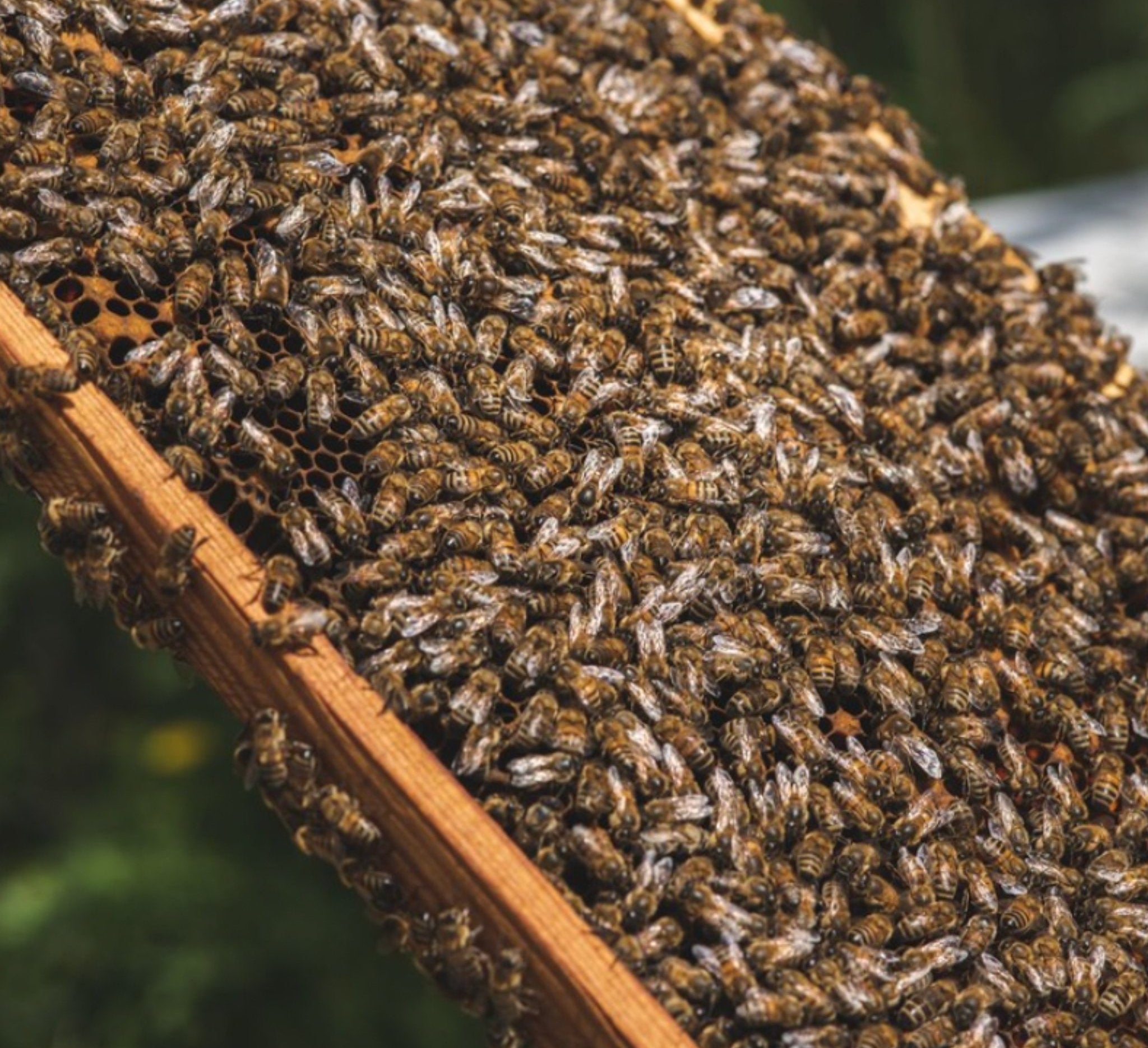 Organic Thyme Honey | Thyme honey from Creta | The Bio Foods | Creatan products