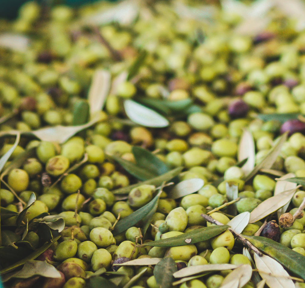 Olive Oil Harvest 2023/24