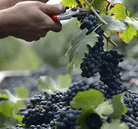 Giusti Balsamico – high-quality Italian balsamic vinegar in elegant bottles. Certified organic collection. 