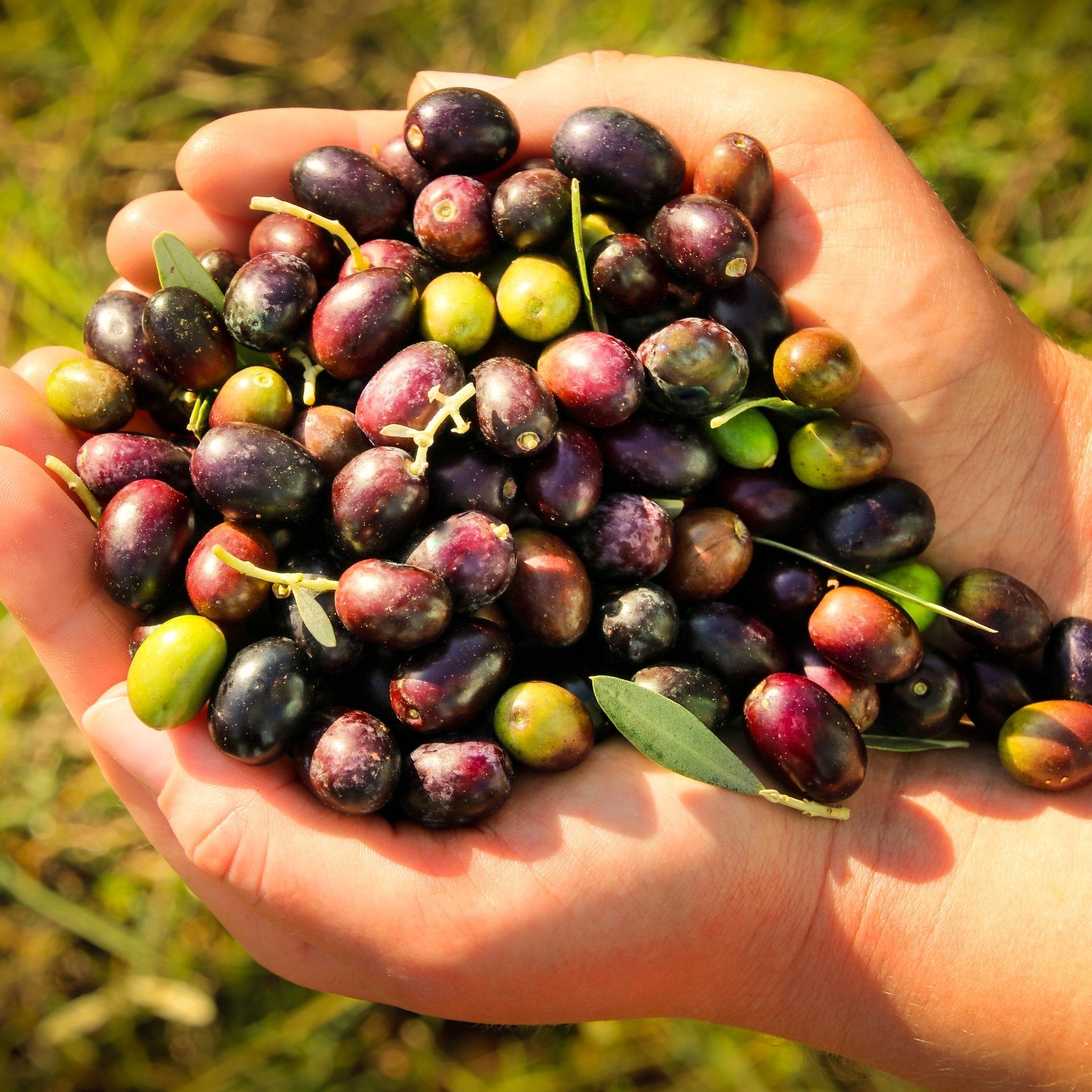 Organic Olive Oil - Istrian Bjelica - The Bio Foods