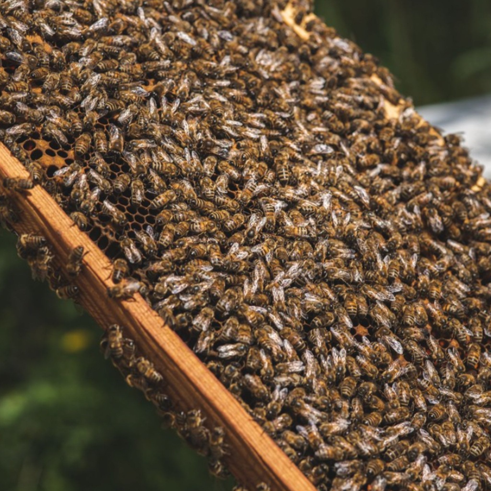 Organic Premium Thyme Honey